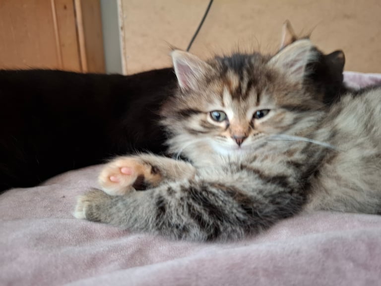 4 very fluffy kittens 8 weeks and Salem 4 months