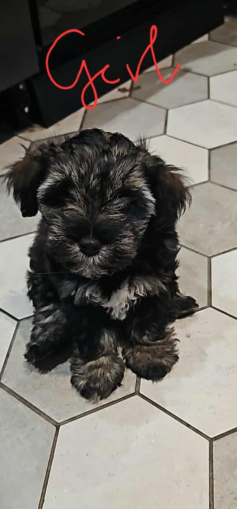 Schnauzer mini + YorkshireTerrier Biewar puppys