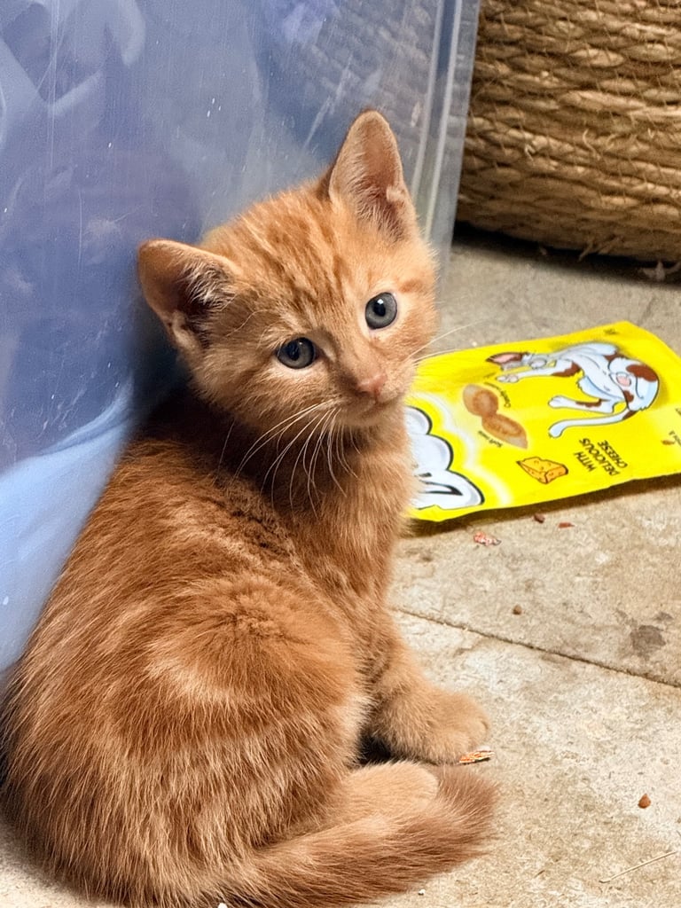5 BSH-Mixed Kittens For Sale