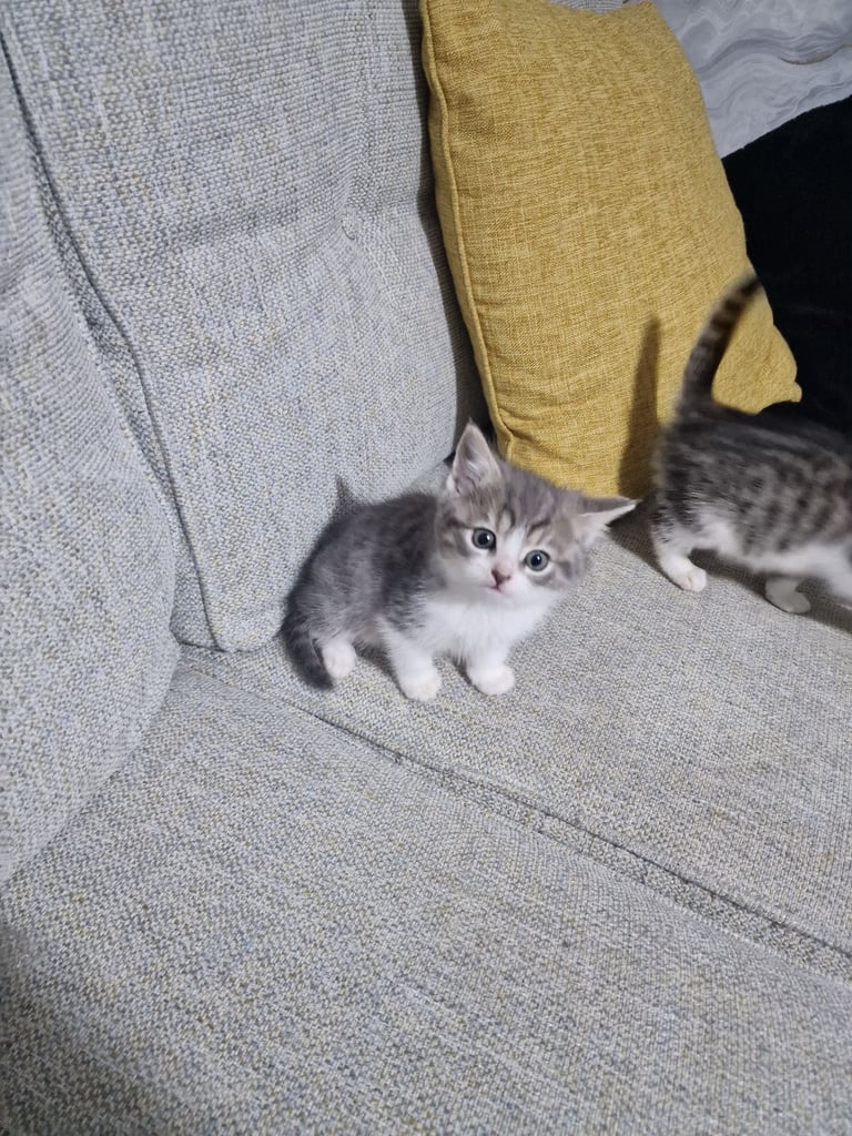 Tow kittens 