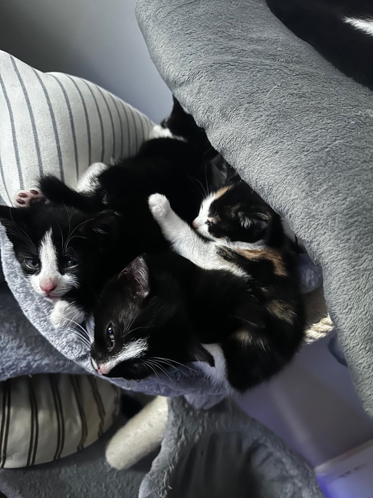 Tuxedo Kittens 🐈‍⬛ 