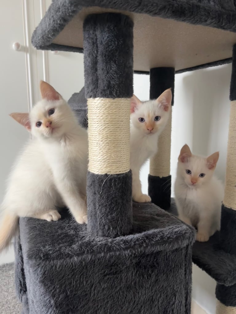 Siamese x Ragdoll kittens 🐈‍⬛ white blue eyes 