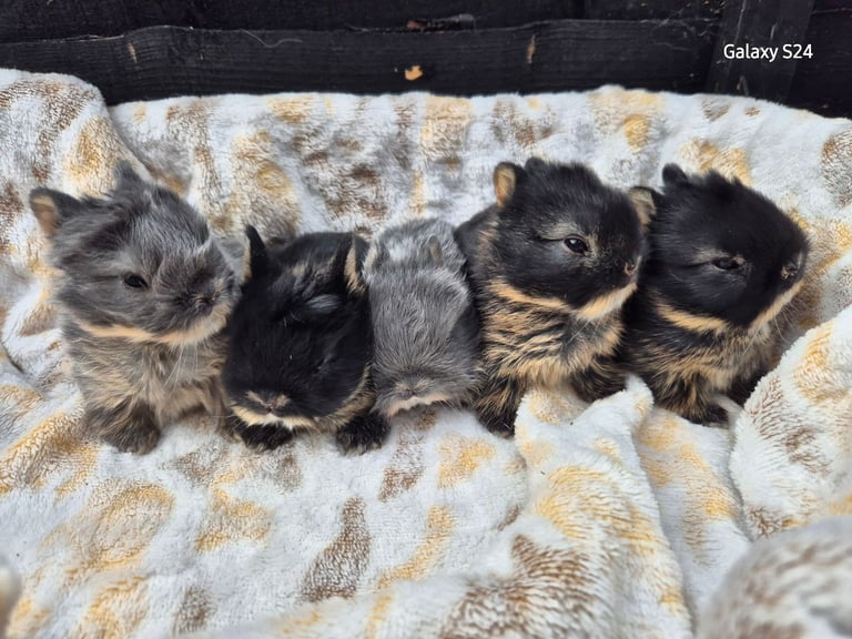 Netherland dwarf babies 