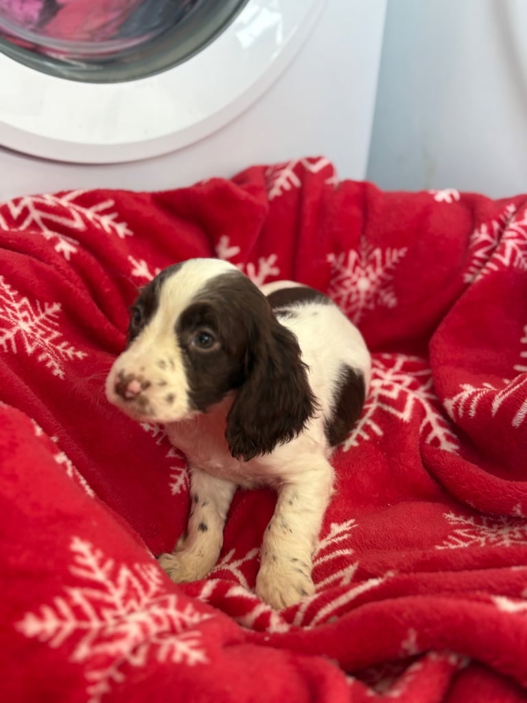 Beautiful Cocker Spaniel Puppys 😍