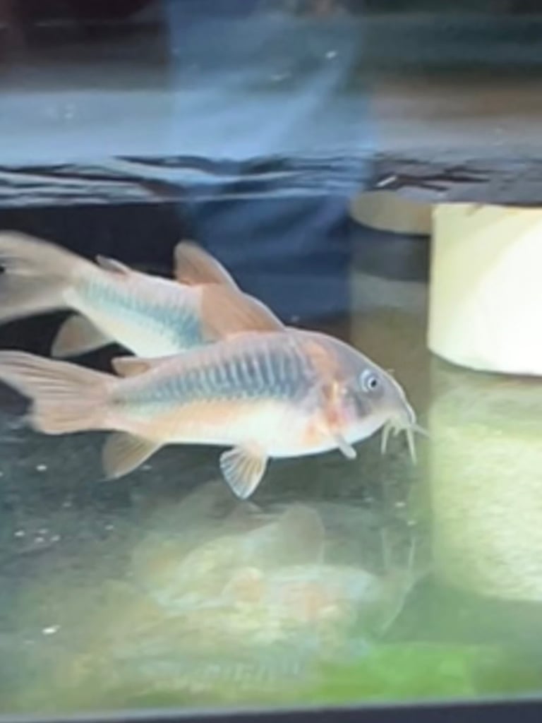 Gold Laser Corydoras, Bronze Corydoras, Red Cherry Shrimp available - Tropical Fish