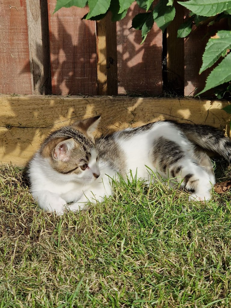 Adorable and Super Playful Kittens