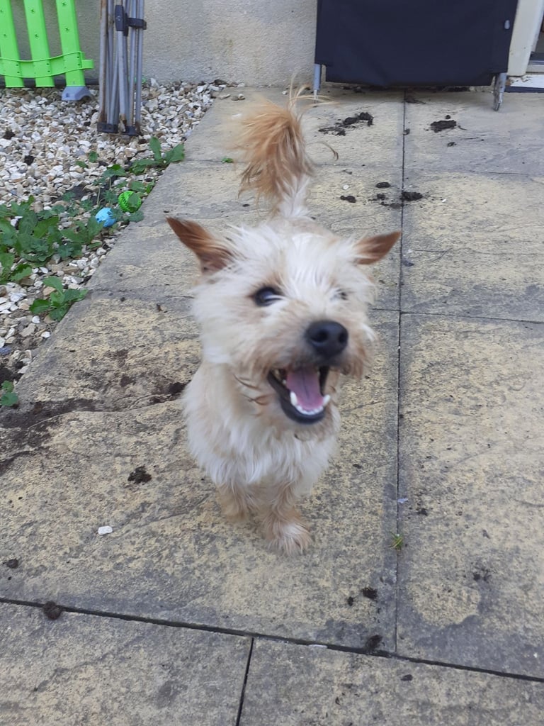 Jack Russel x Yorkshire terrier 