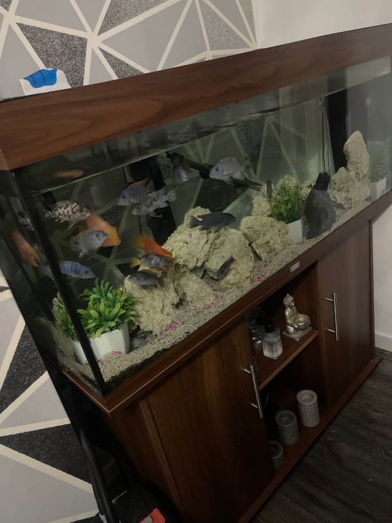 fishtank with fish 