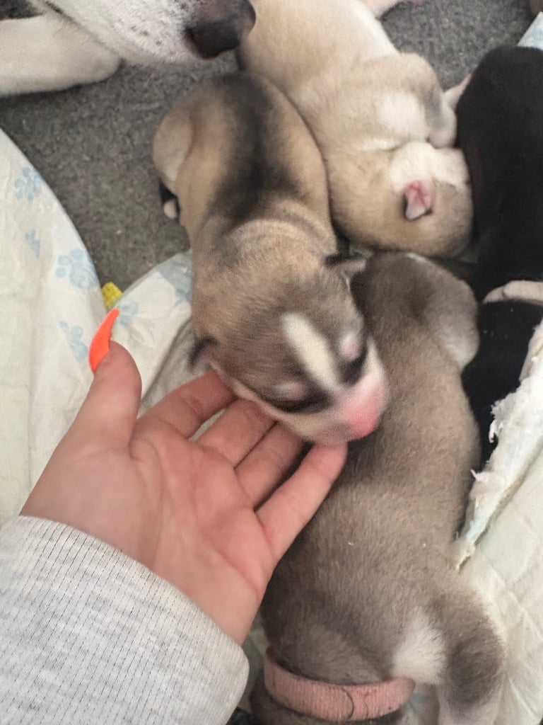 Husky puppies 