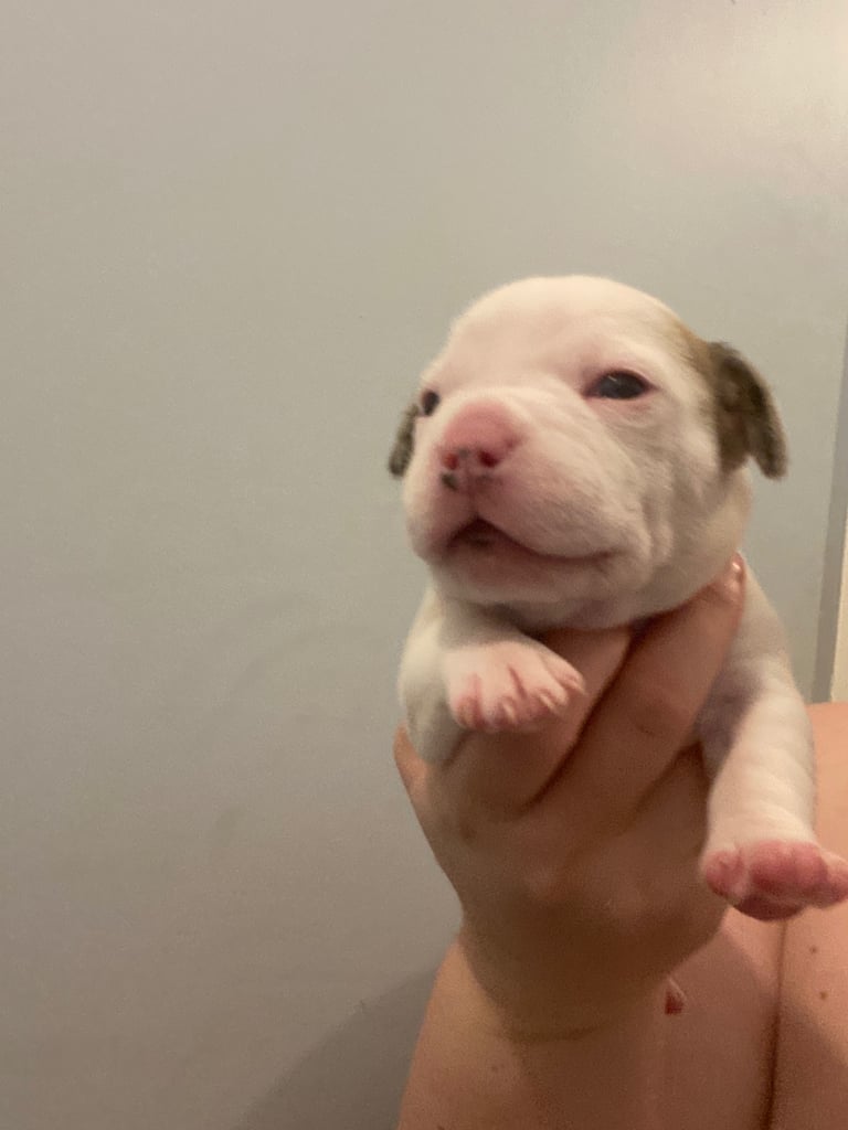 Staffordshire bull terrier puppies for sale 