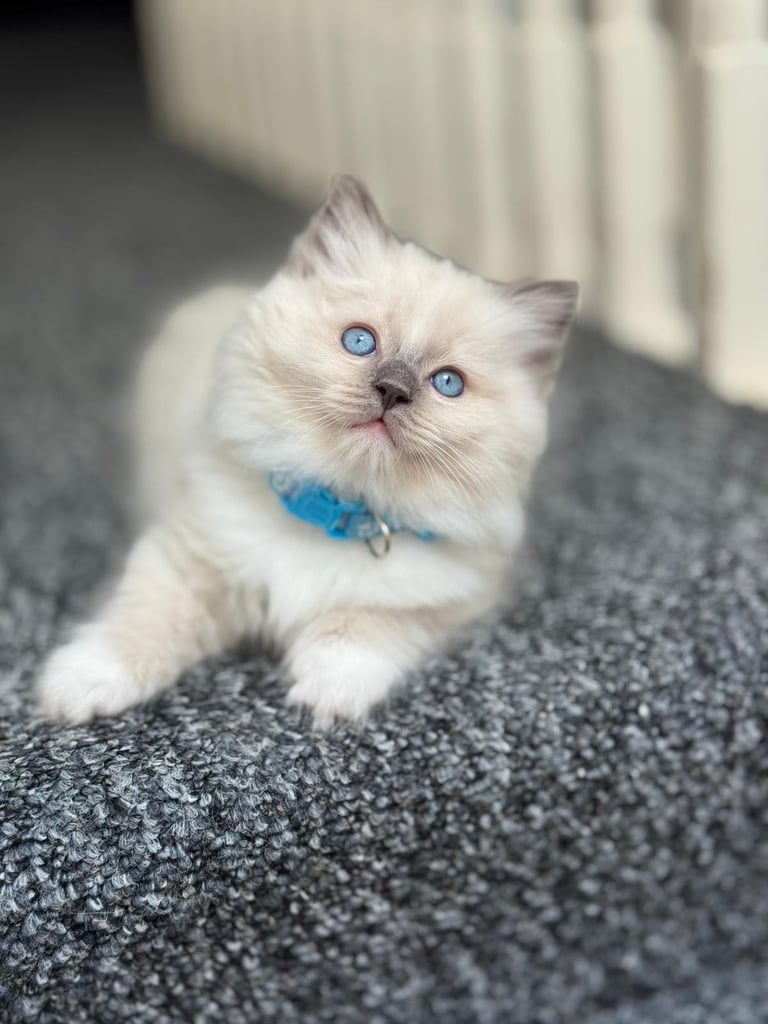 Beautiful Blue Point Ragdoll Kittens