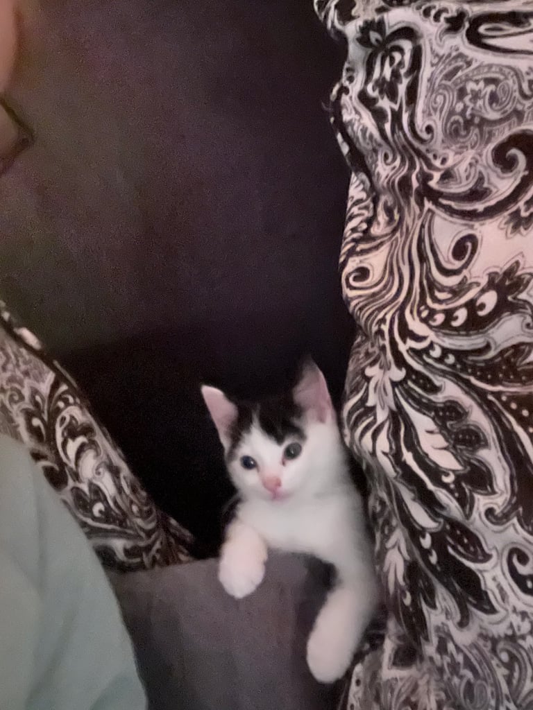 Little girl kitten, eight weeks old