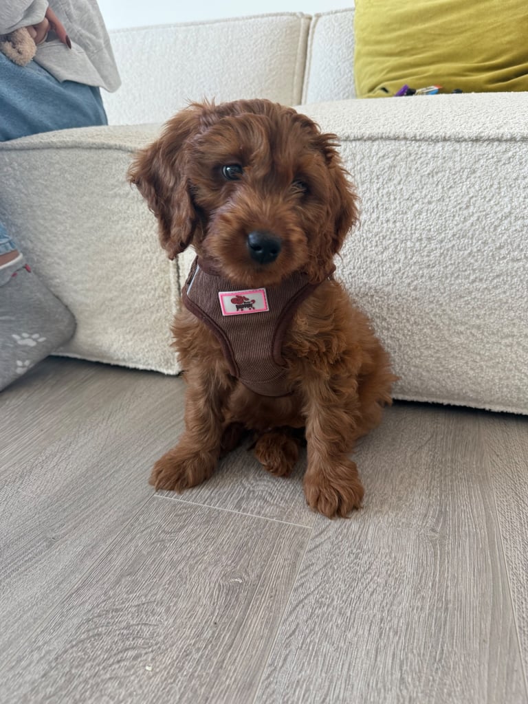 Labradoodle for sale - serious buyers only 