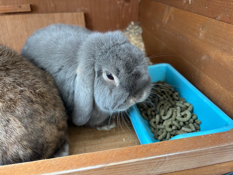 Mini Lop Rabbits