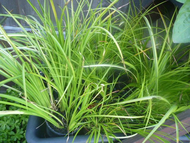 Garden Plants  Pachysandra, Campanula, Heuchera Palm Penstemon Grass Hellebore Hibiscus Fig  etc
