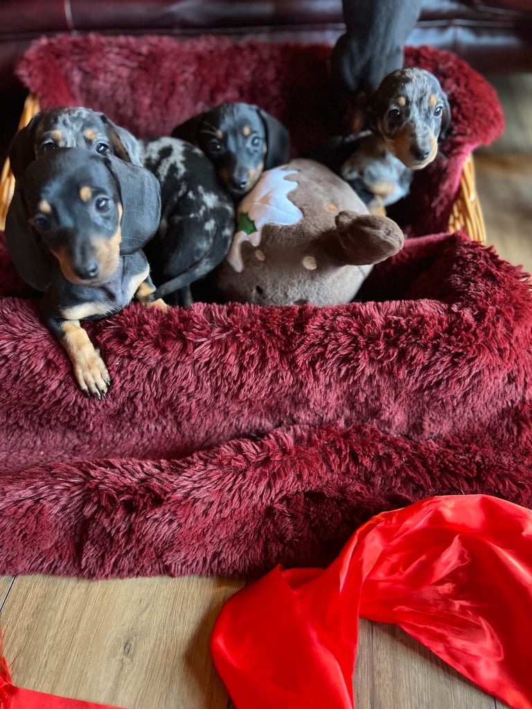 Dachshund puppies 🐶 