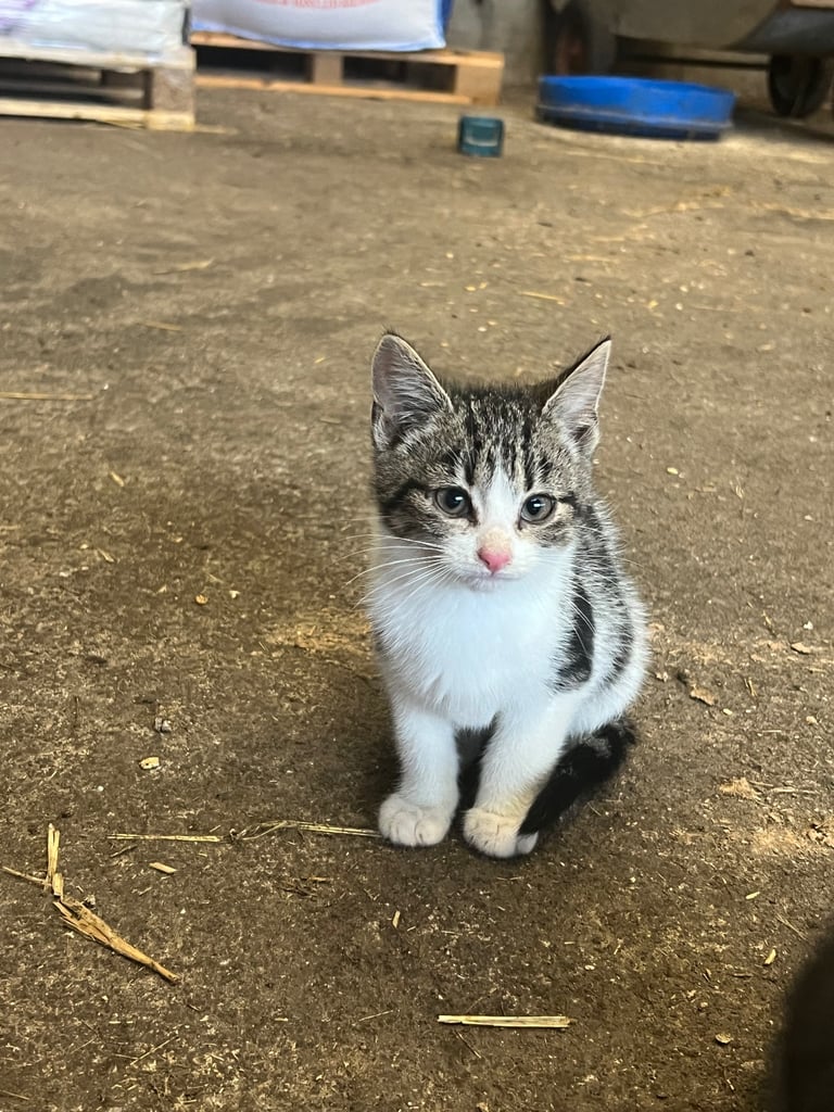 Lovely female kitten for sale 