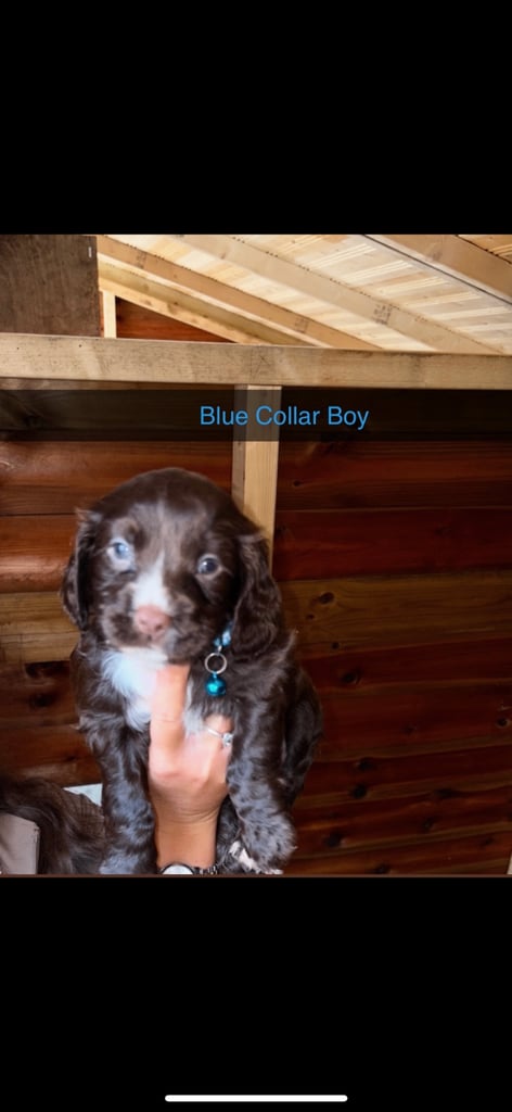 Cocker Spaniel Puppies
