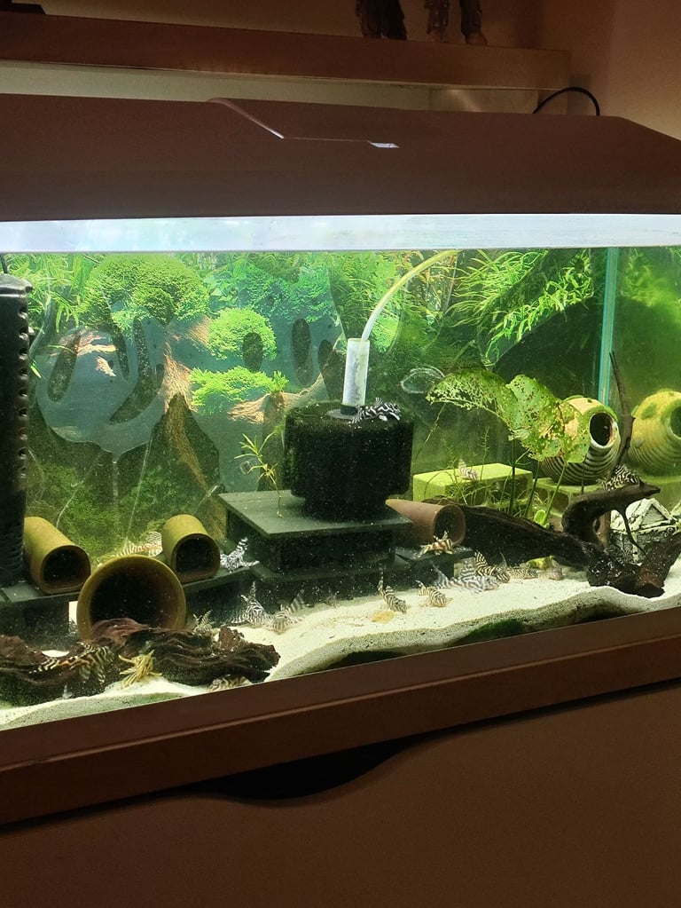 L236 and l066 pleco for sale