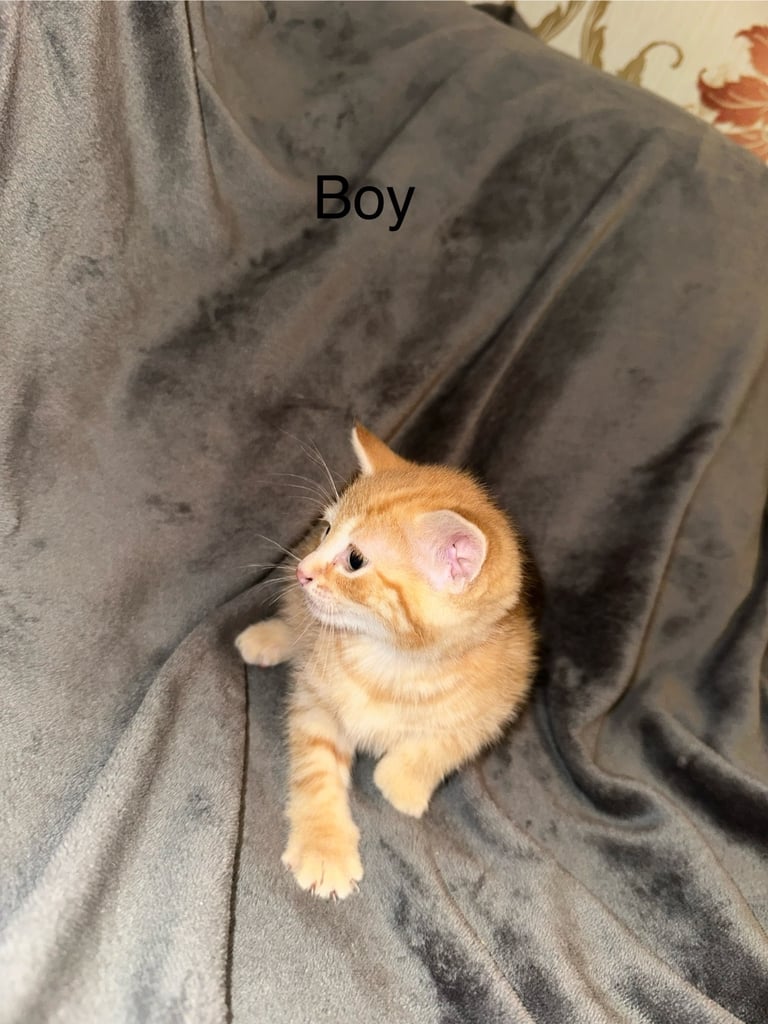 Kittens 