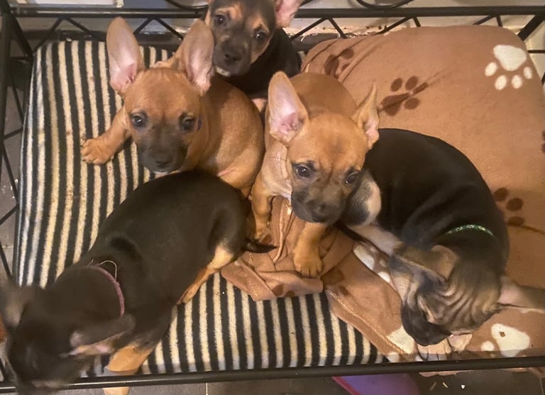 6 French jack pups for sale