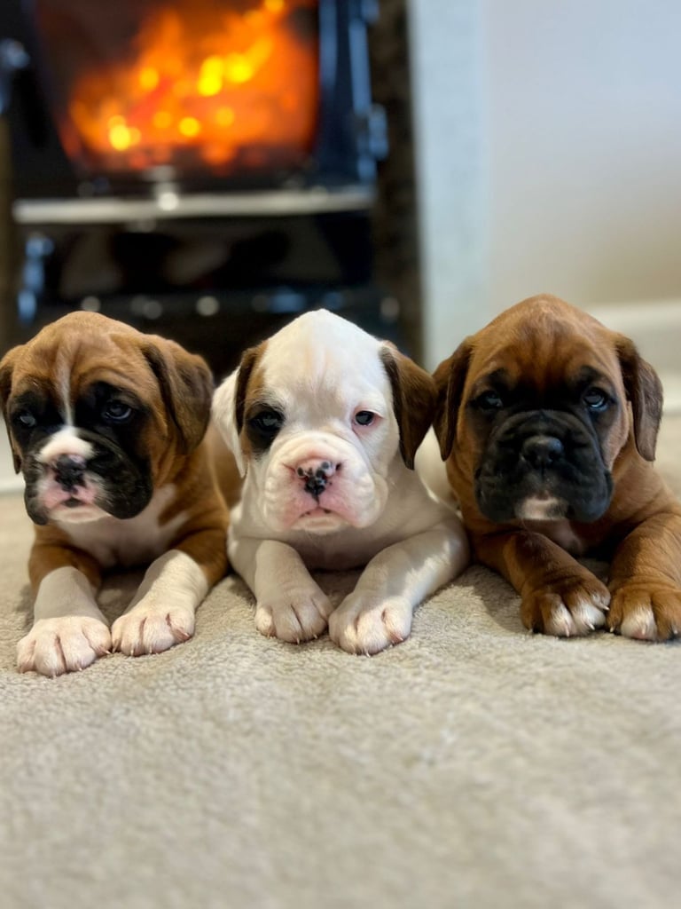 *Boxer puppies for sale*