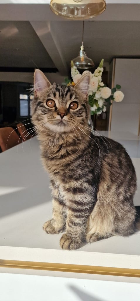 Beautiful, Affectionate Male Kitten - ready to go now