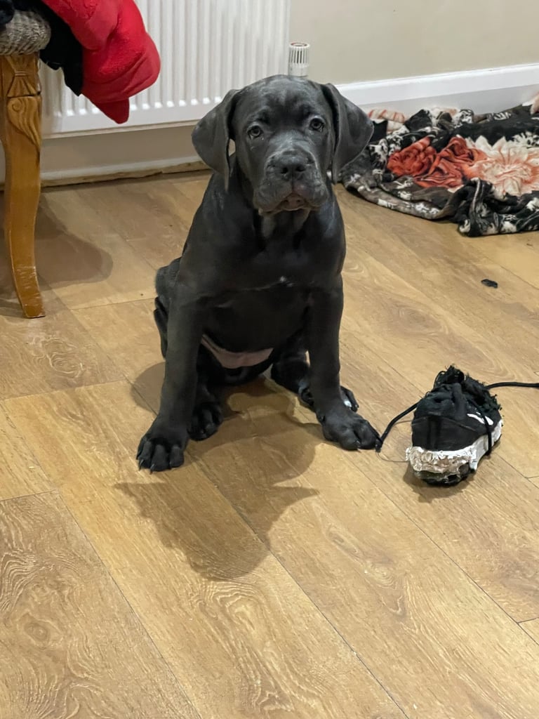 Cane Corso 