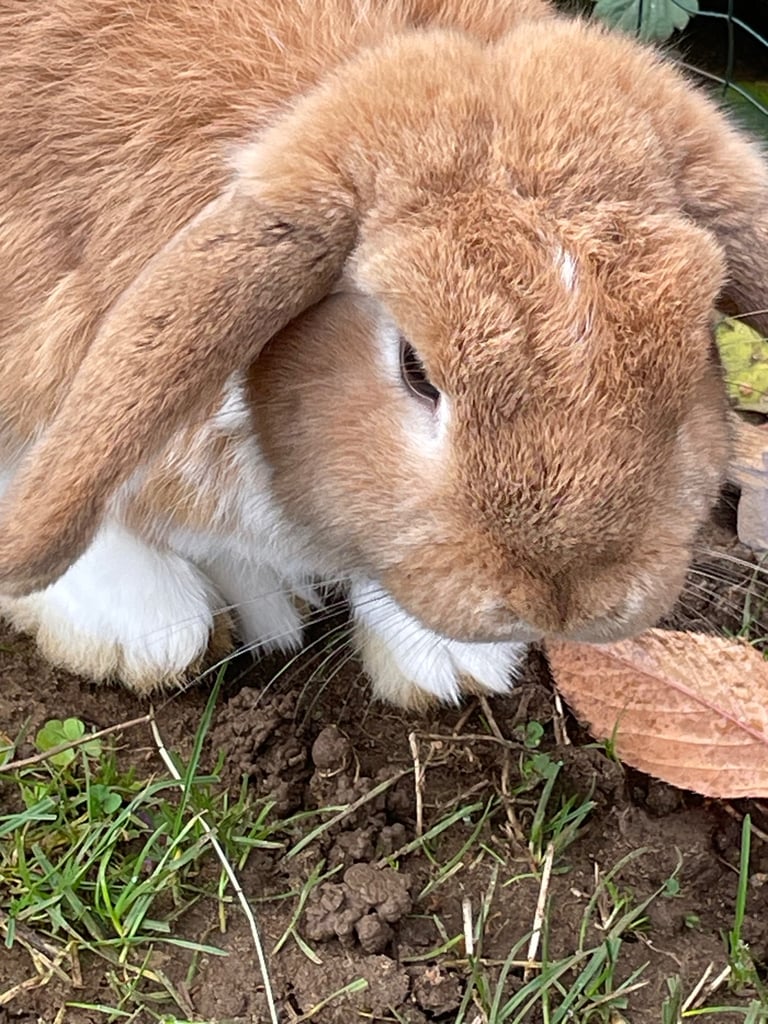 Mini lop male/RESERVED