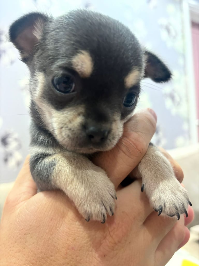 Short-haired Chihuahua Pup available 29/11/25