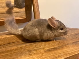 Two boy chinchillas come with cage and contents 