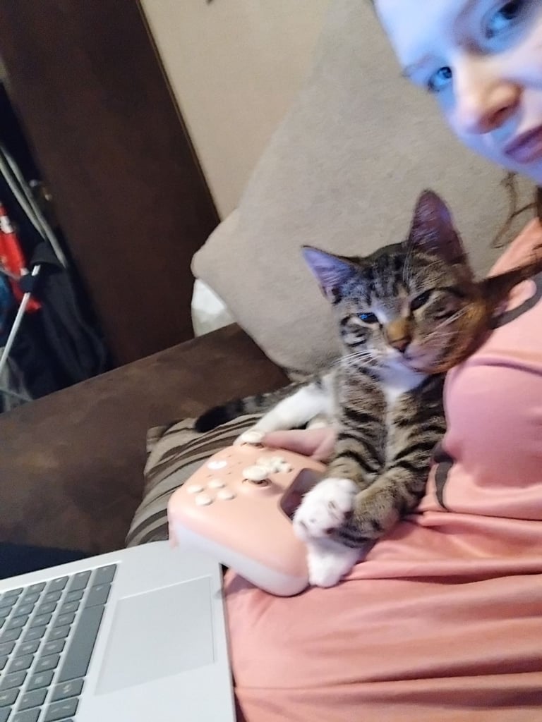 Kitten 