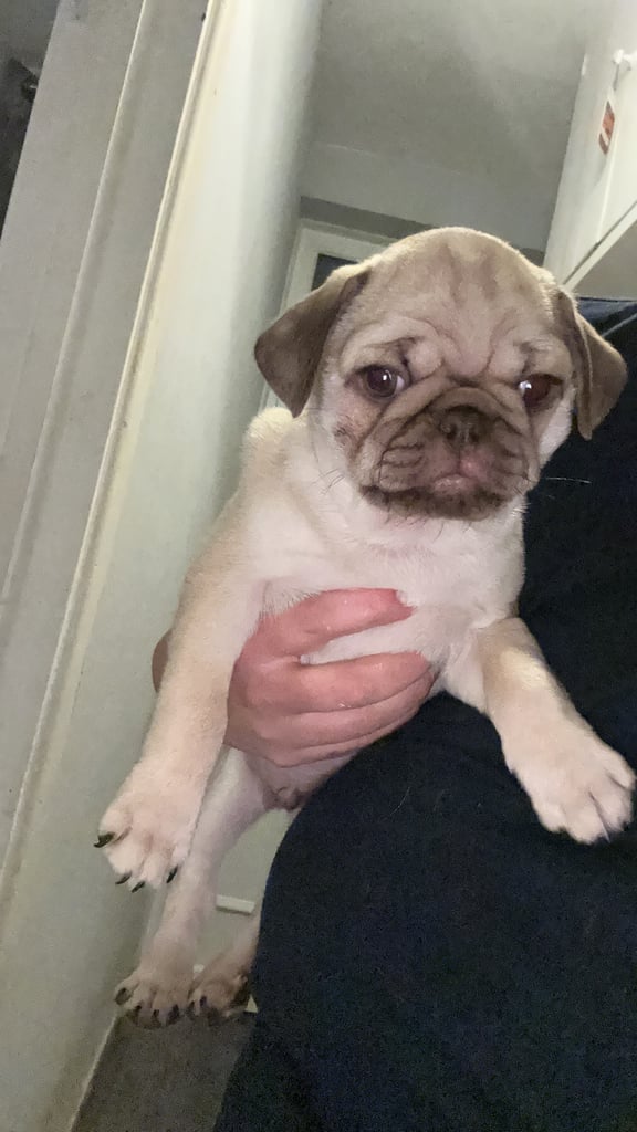 Pug puppy for sale 