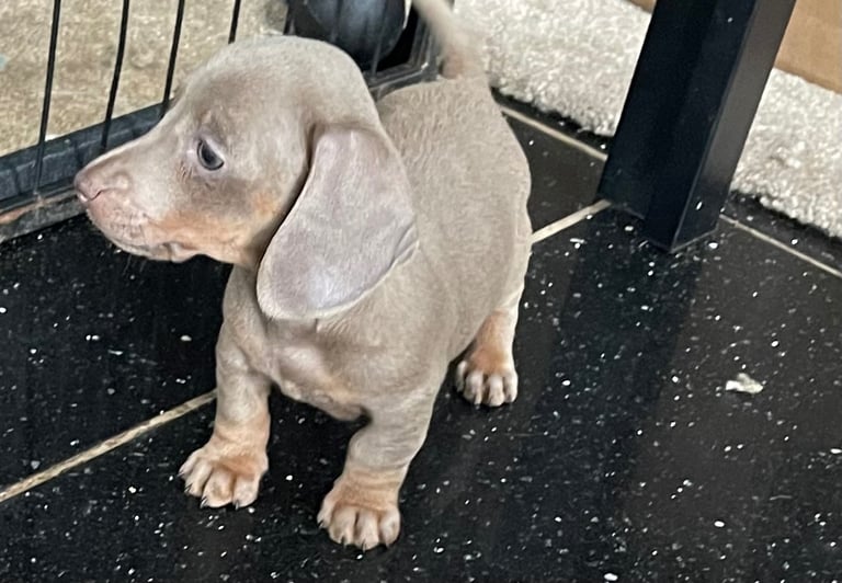 Isabella and tan Mini Miniture dachshund smoothed hair 