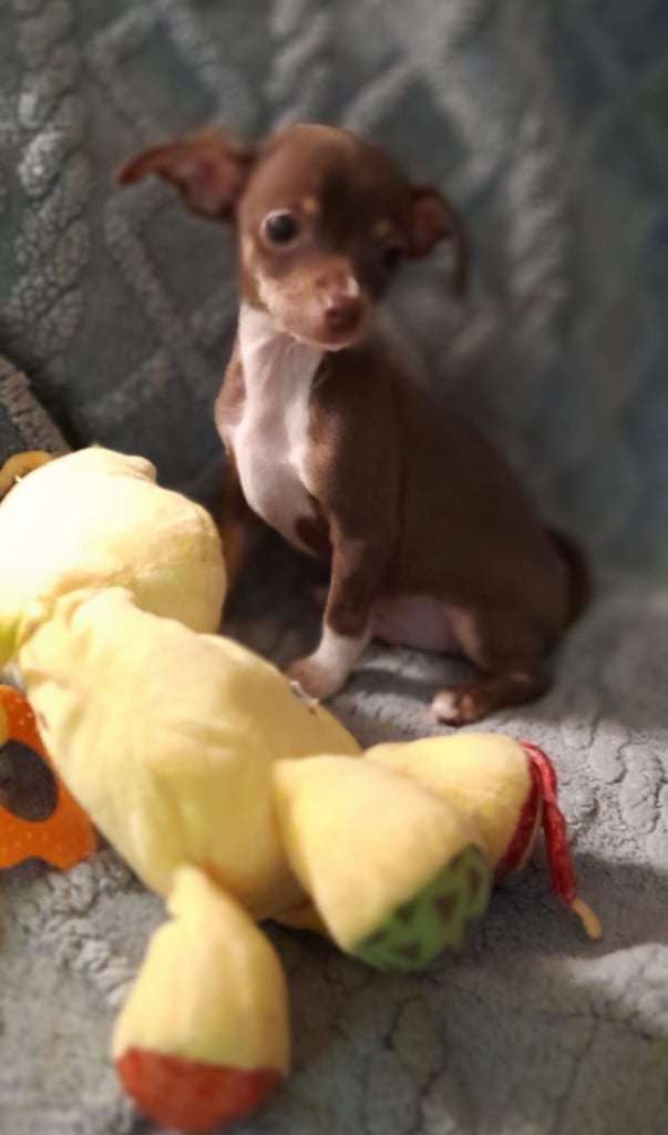 image for CHIHUAHUA PUPPIES.