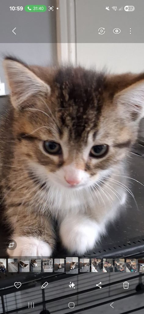 Kittens