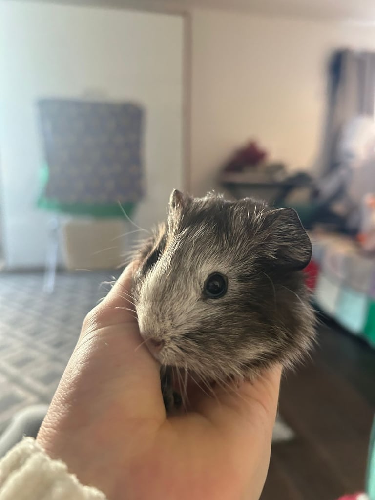 Baby guinea pigs