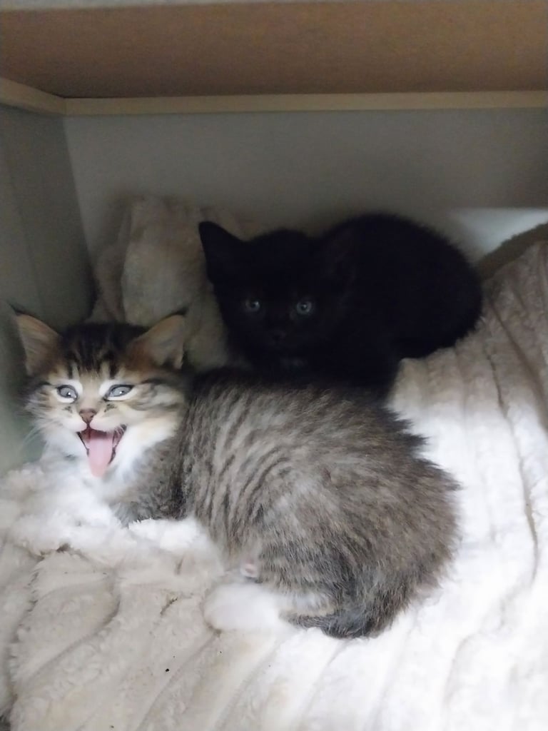 kittens
