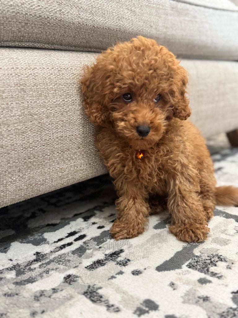 Cute Toy Poodle Puppy – Smart, Playful & Loving!
