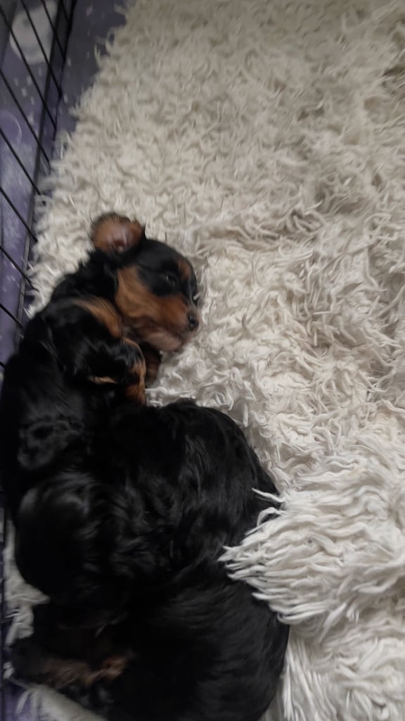 2 cute cockapoo x Maltese pups RESERVED 