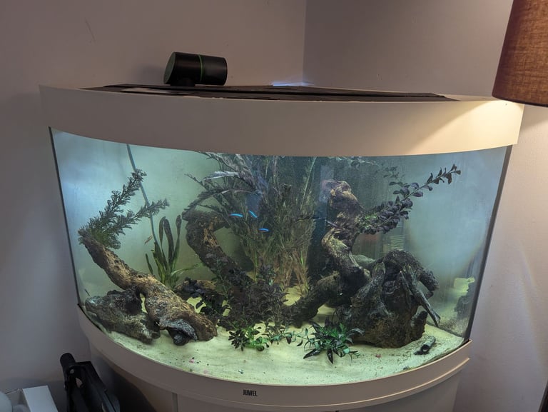 Juwel corner tank 