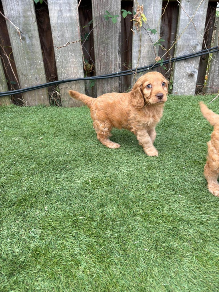 Cockapoo puppies 