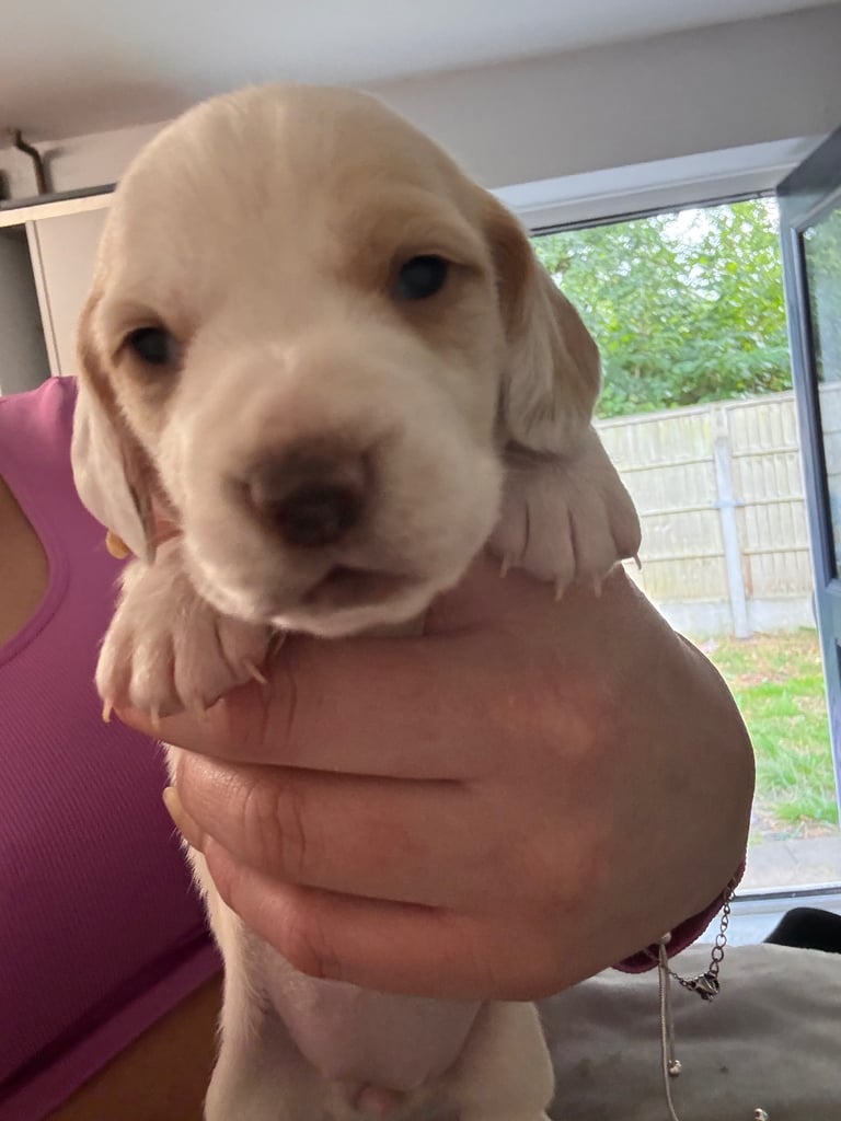 🐶 Gorgeous Dachshund Pups Looking for Homes – 25th Oct ✨