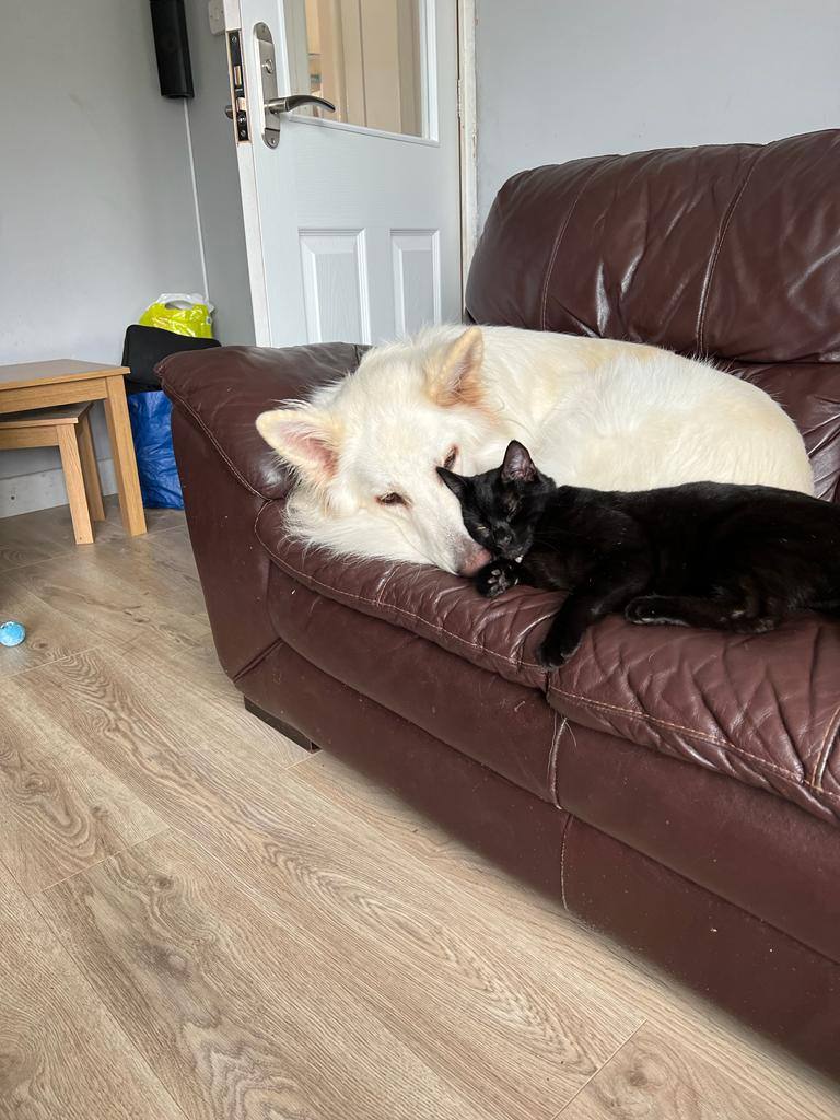 Pedigree jewel German Shepherd 