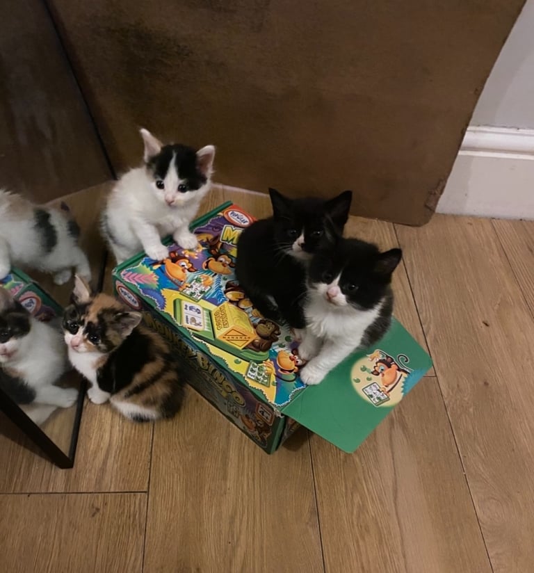 Kittens for sale 