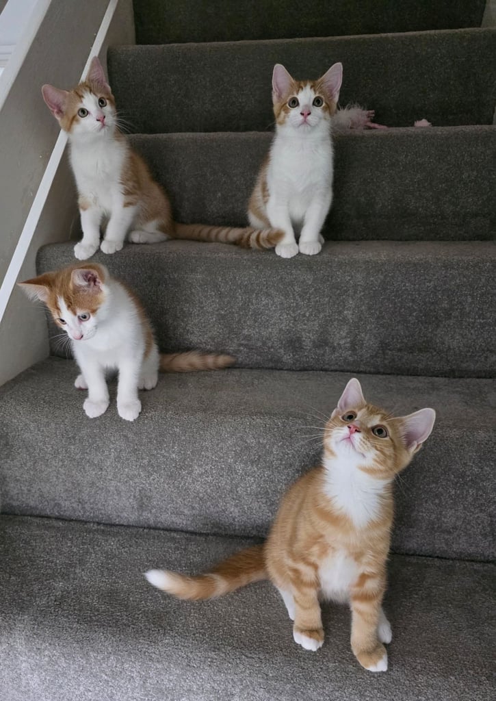 Mainecoon Cross Kittens (READY TO GO)