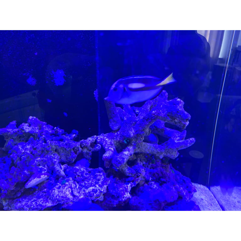 Marine Aquarium Stock - Corals + Regal Tang, Clown Fish, Damsel