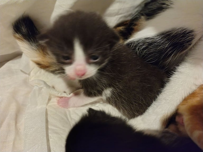 New litter 2 boys and 1 girl