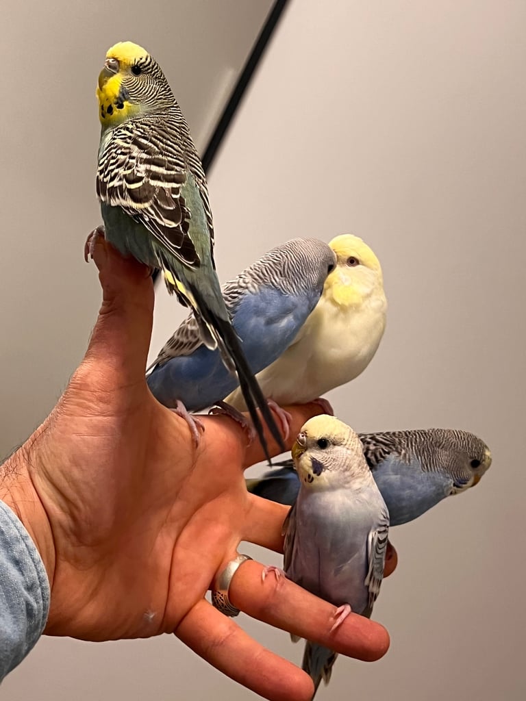 Budgies and cocktail for sale