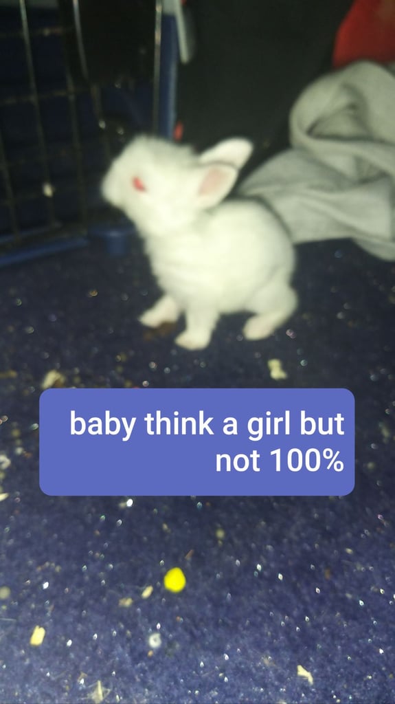 2babys 3 adult rabbits 